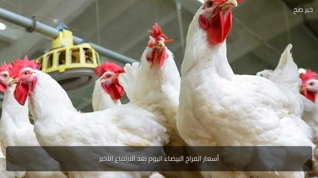 أسعار الفراخ البيضاء اليوم بعد الارتفاع الأخير