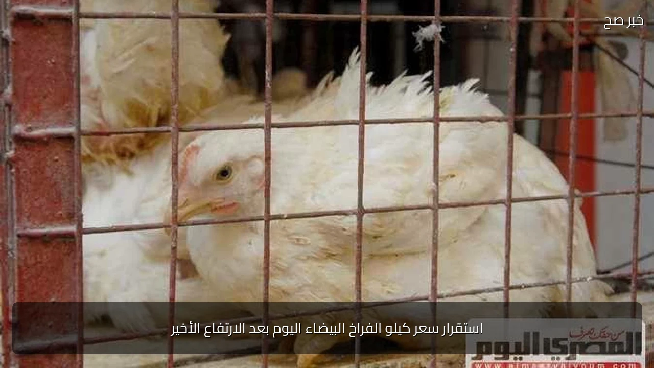 استقرار سعر كيلو الفراخ البيضاء اليوم بعد الارتفاع الأخير