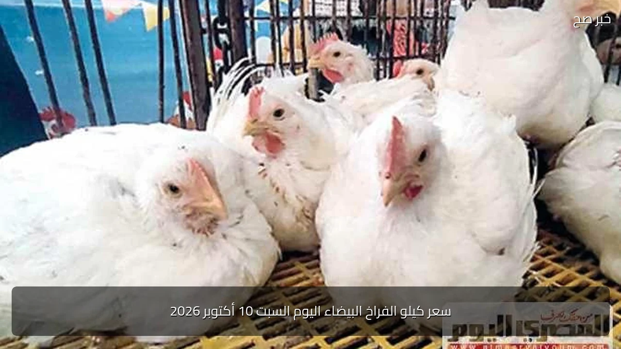 سعر كيلو الفراخ البيضاء اليوم السبت 10 أكتوبر 2026