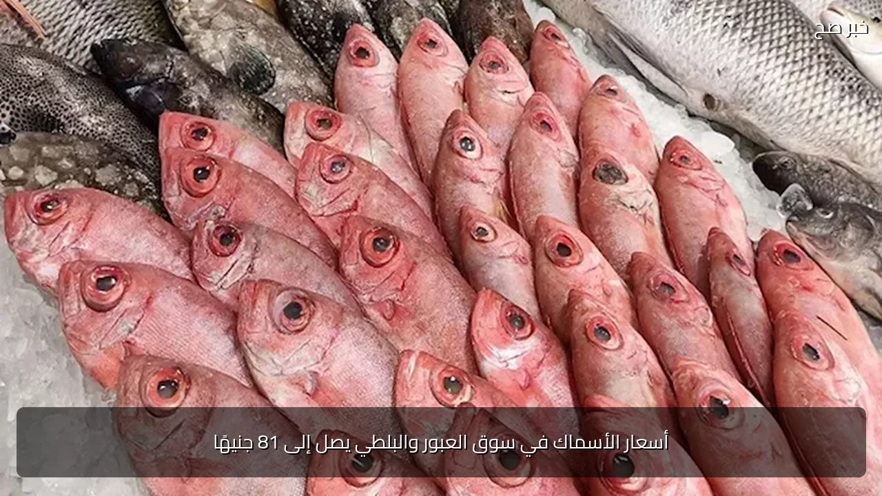 أسعار الأسماك في سوق العبور والبلطي يصل إلى 81 جنيهًا