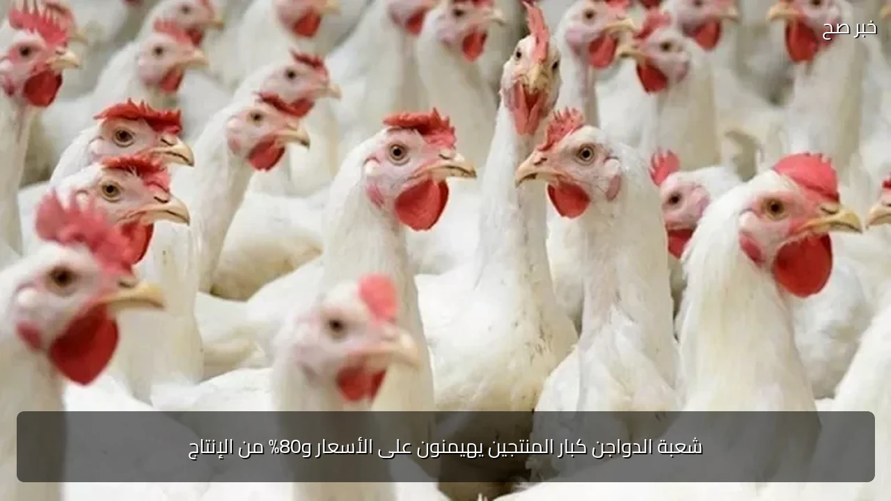 شعبة الدواجن كبار المنتجين يهيمنون على الأسعار و80% من الإنتاج