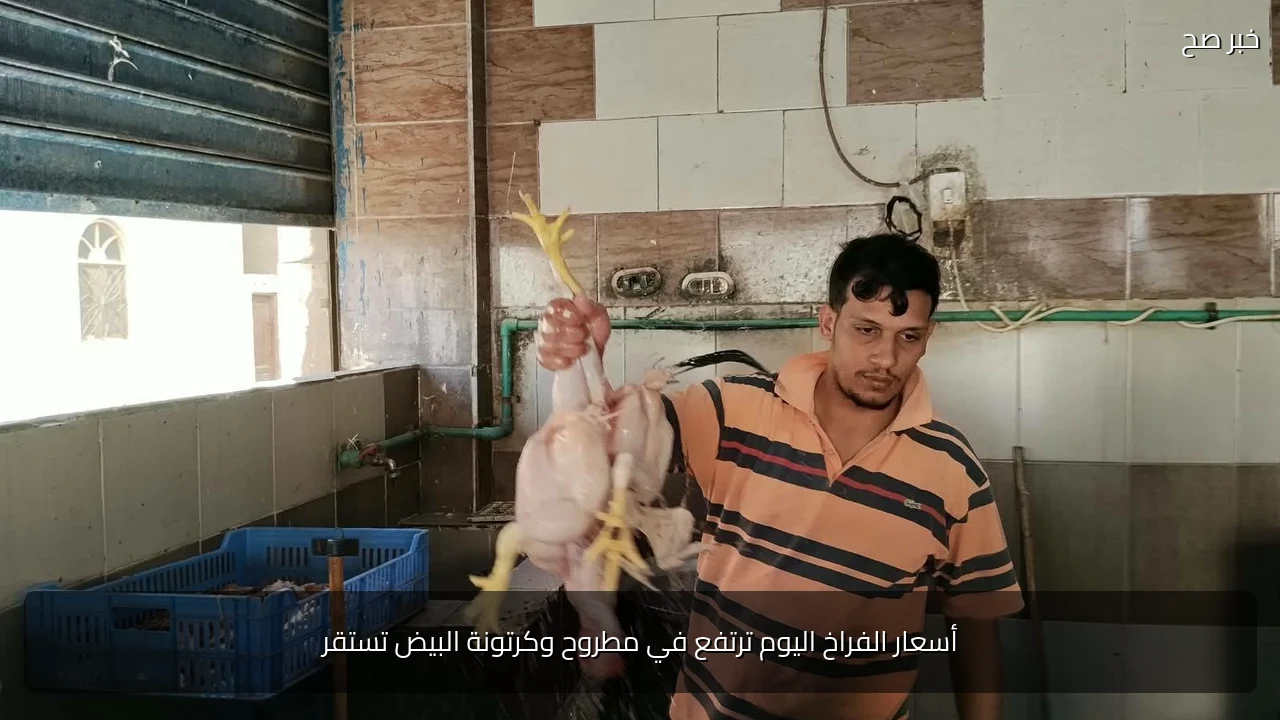 أسعار الفراخ اليوم ترتفع في مطروح وكرتونة البيض تستقر