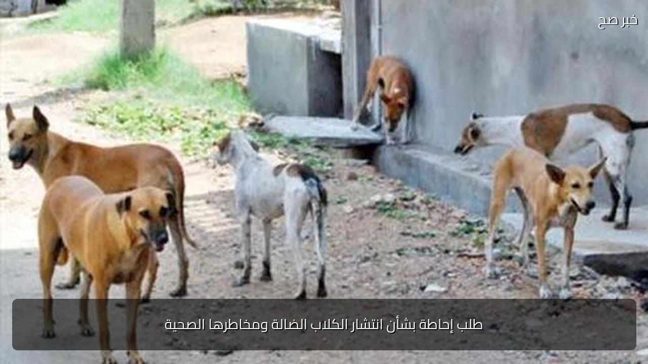 طلب إحاطة بشأن انتشار الكلاب الضالة ومخاطرها الصحية