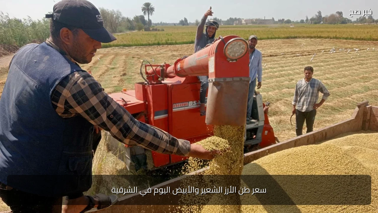سعر طن الأرز الشعير والأبيض اليوم في الشرقية