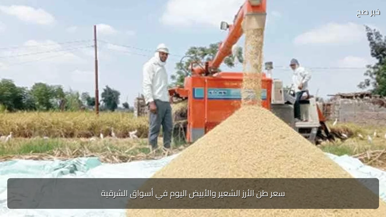 سعر طن الأرز الشعير والأبيض اليوم في أسواق الشرقية
