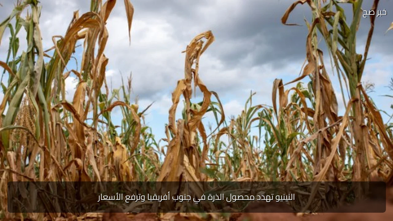 النينيو تهدد محصول الذرة في جنوب أفريقيا وترفع الأسعار