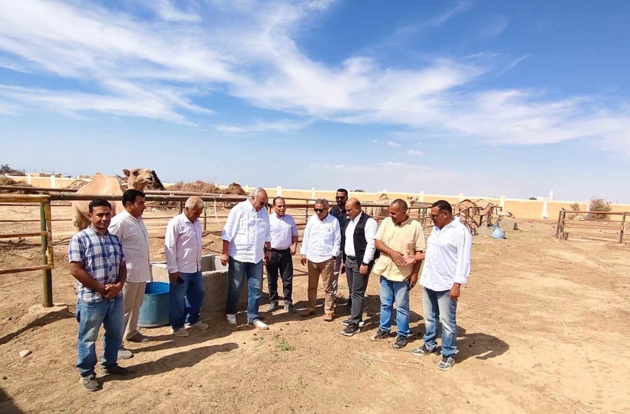 عباد الشمس بالمياه المالحة يدعم التنمية المستدامة برأس سدر عباد الشمس بالمياه المالحة يدعم التنمية المستدامة برأس سدر