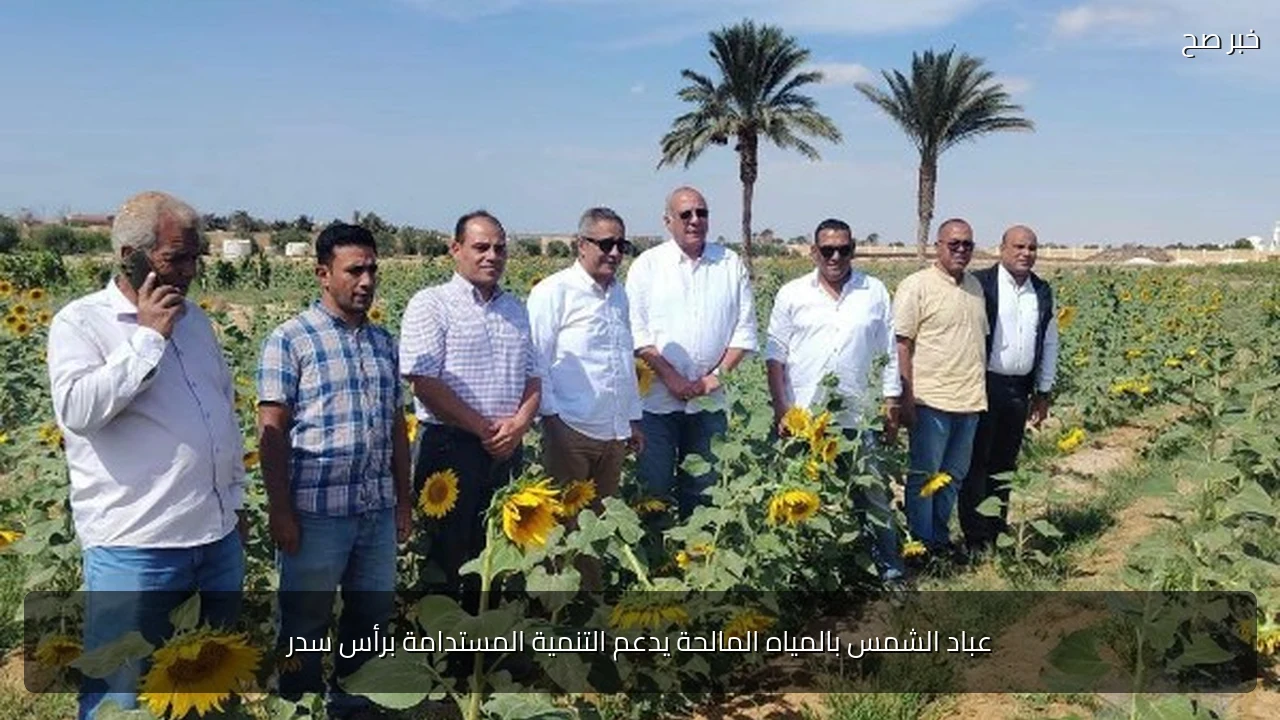 عباد الشمس بالمياه المالحة يدعم التنمية المستدامة برأس سدر