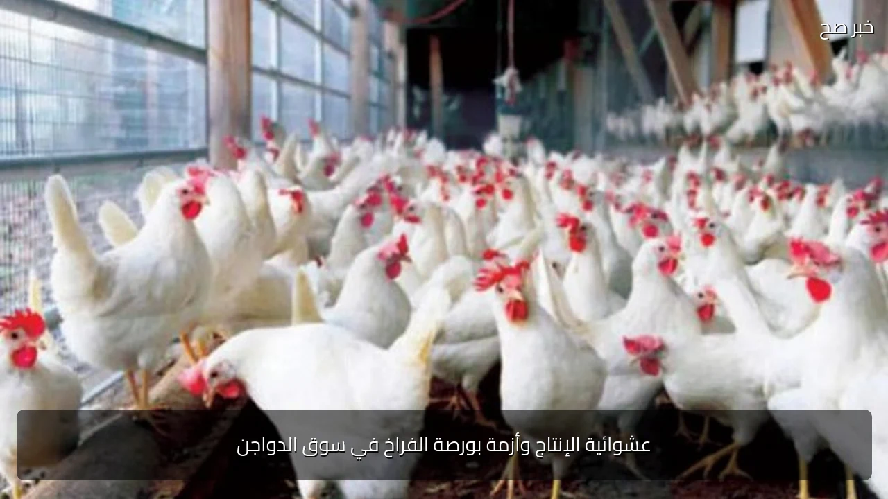 عشوائية الإنتاج وأزمة بورصة الفراخ في سوق الدواجن