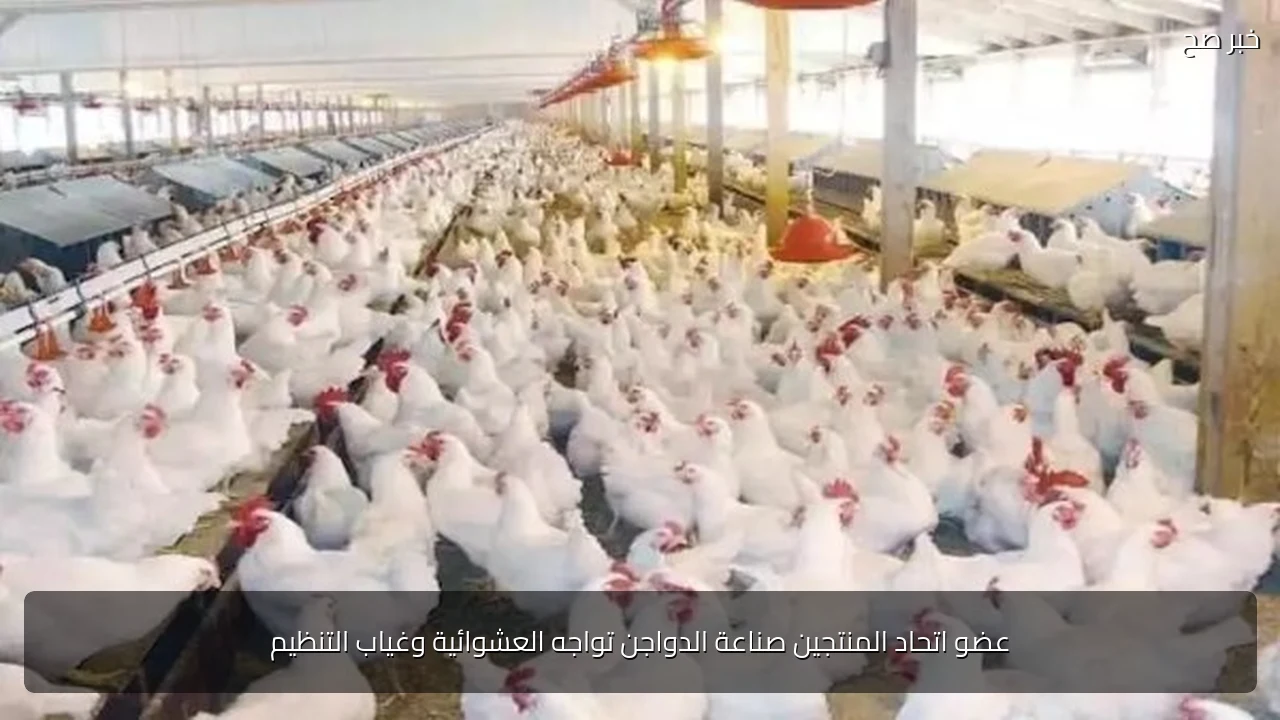 عضو اتحاد المنتجين صناعة الدواجن تواجه العشوائية وغياب التنظيم
