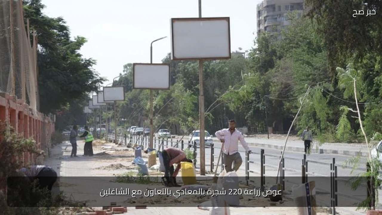عوض زراعة 220 شجرة بالمعادي بالتعاون مع الشاغلين