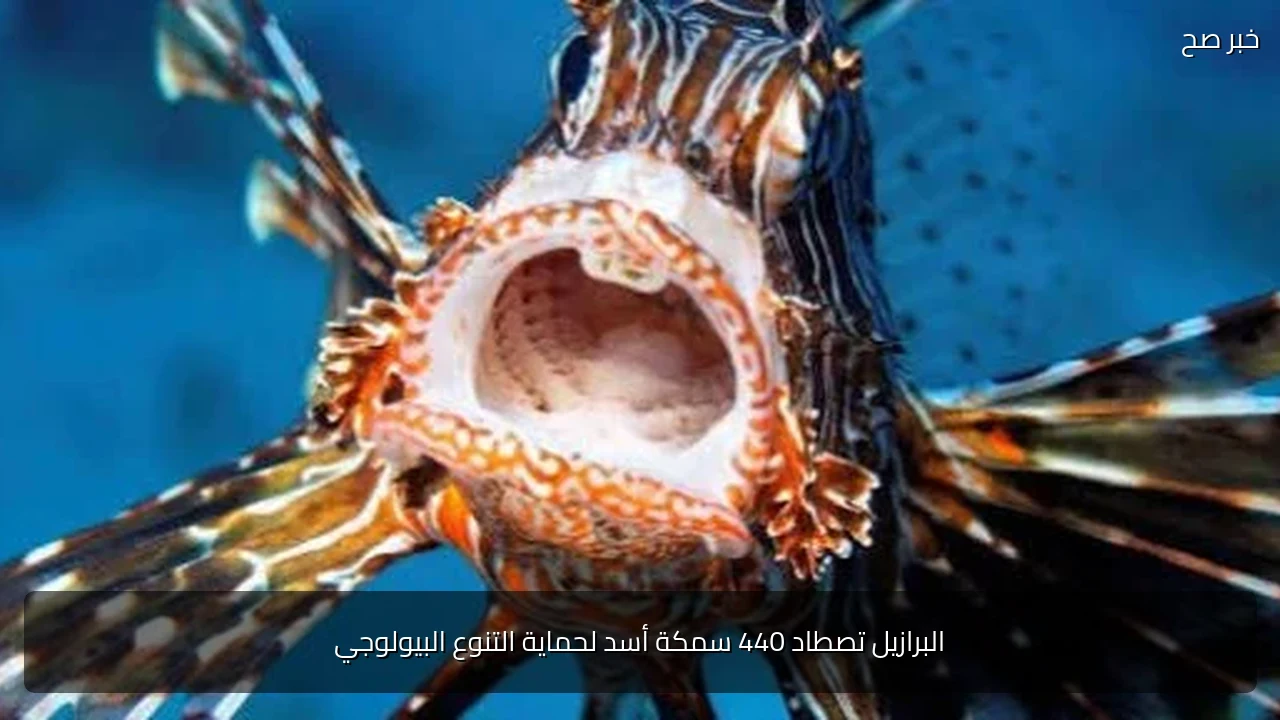 البرازيل تصطاد 440 سمكة أسد لحماية التنوع البيولوجي