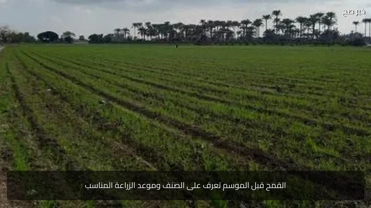 القمح قبل الموسم تعرف على الصنف وموعد الزراعة المناسب