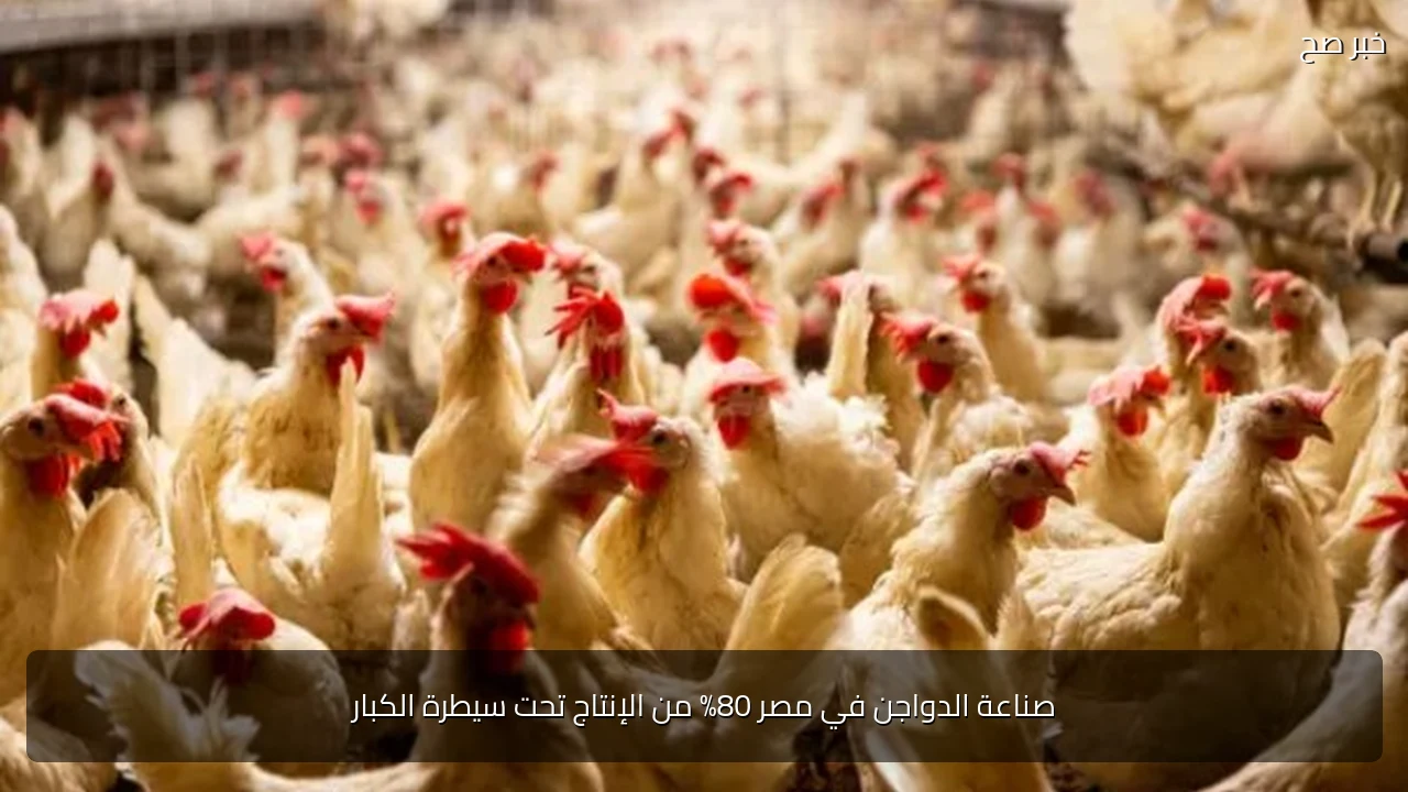 صناعة الدواجن في مصر 80% من الإنتاج تحت سيطرة الكبار