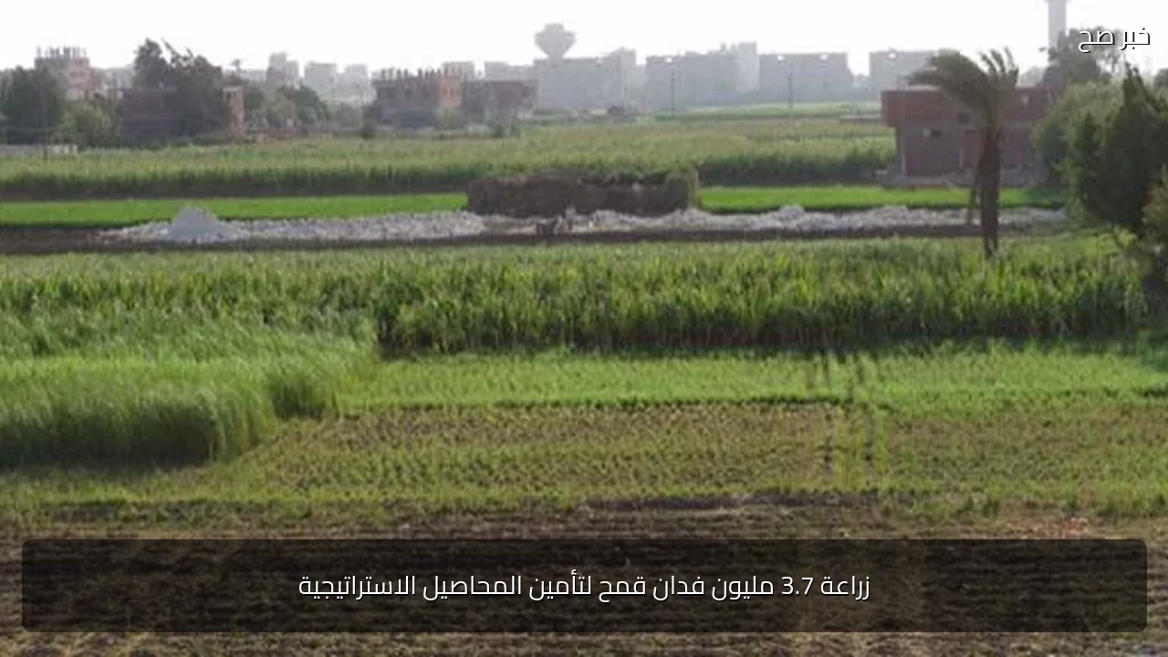 زراعة 3.7 مليون فدان قمح لتأمين المحاصيل الاستراتيجية