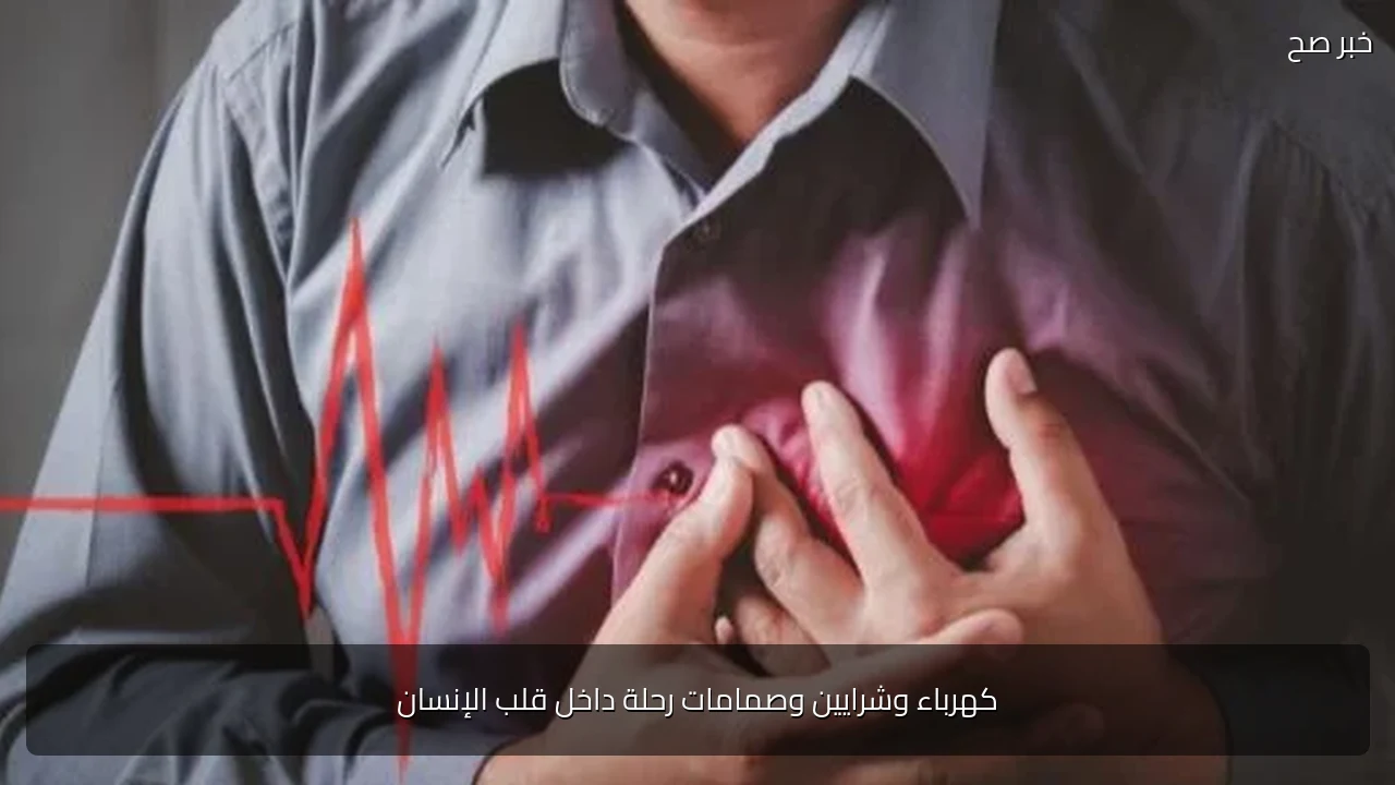 كهرباء وشرايين وصمامات رحلة داخل قلب الإنسان