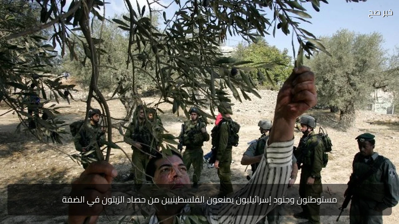 مستوطنون وجنود إسرائيليون يمنعون الفلسطينيين من حصاد الزيتون في الضفة