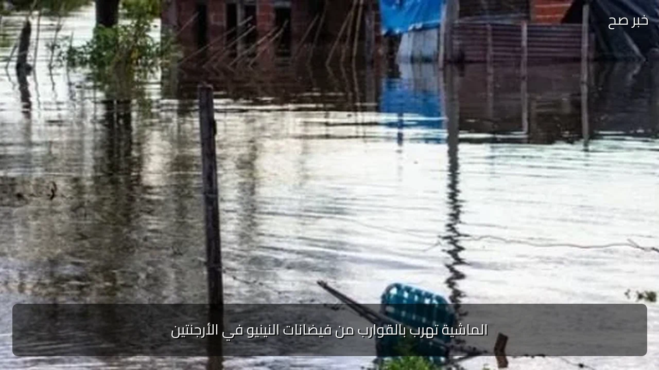 الماشية تهرب بالقوارب من فيضانات النينيو في الأرجنتين