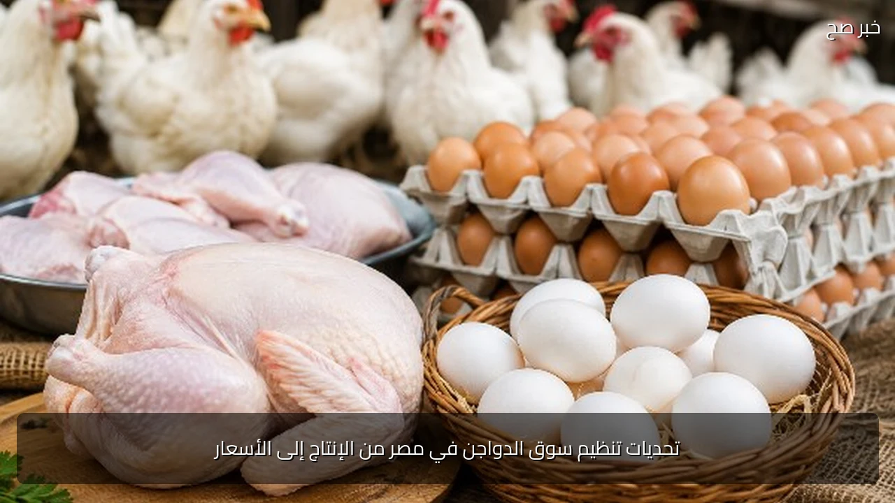 تحديات تنظيم سوق الدواجن في مصر من الإنتاج إلى الأسعار