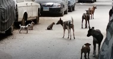 نائبة تحذر من انتشار الكلاب الضالة ومخاوف على الأطفال انتشار الكلاب الضالة