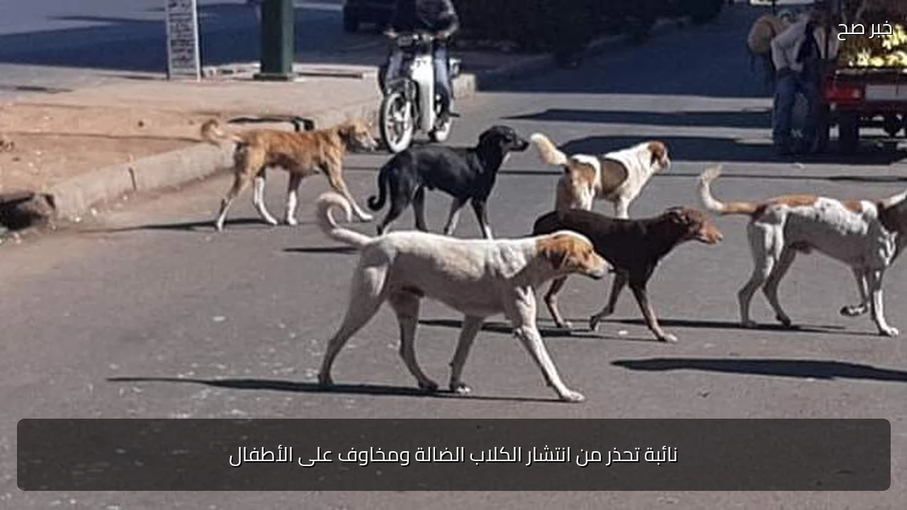 نائبة تحذر من انتشار الكلاب الضالة ومخاوف على الأطفال