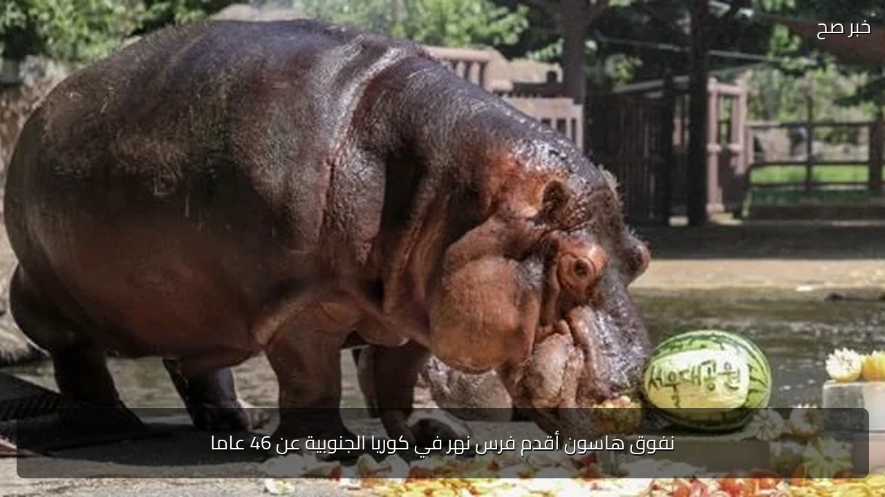 نفوق هاسون أقدم فرس نهر في كوريا الجنوبية عن 46 عاما