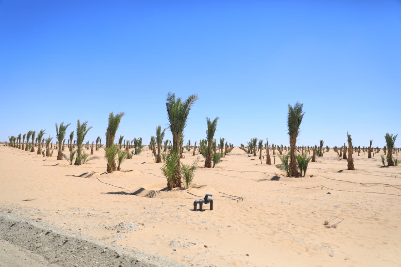 وزيرة التنمية المحلية ومحافظ الوادي الجديد تضعان حجر أساس مجمع التمور وزيرة التنمية المحلية ومحافظ الوادي الجديد تضعان حجر أساس مجمع التمور