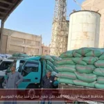 محافظ الجيزة: توريد 500 ألف طن قمح محلي منذ بداية الموسم