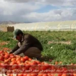 انخفاض أسعار الطماطم في سوق العبور اليوم 13 يونيو 2026