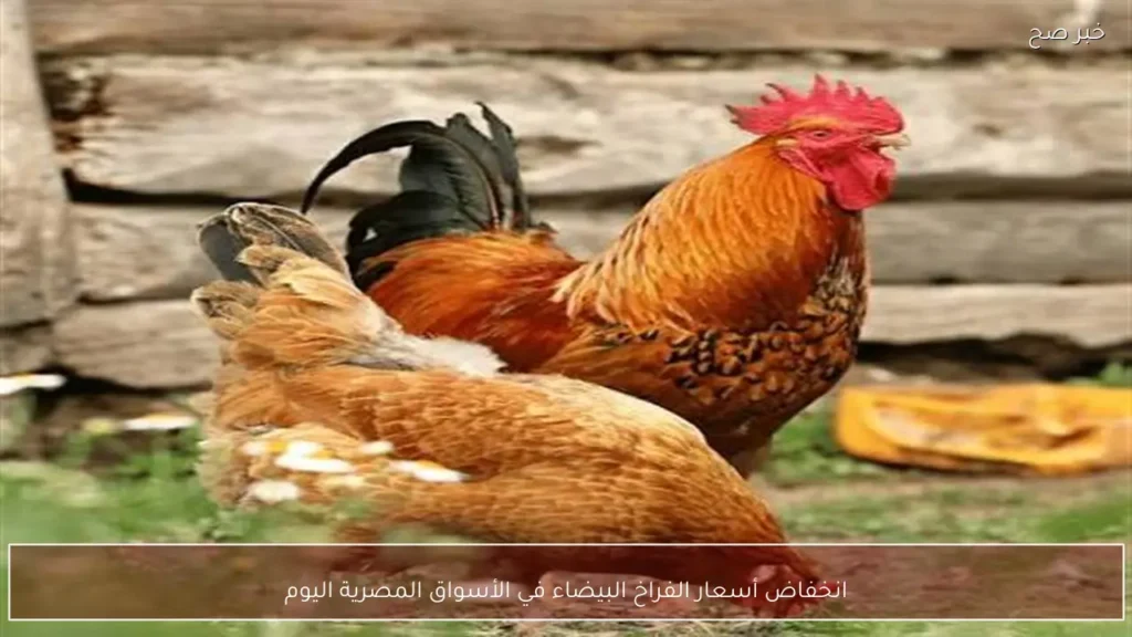 انخفاض أسعار الفراخ البيضاء في الأسواق المصرية اليوم