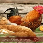 انخفاض أسعار الفراخ البيضاء في الأسواق المصرية اليوم