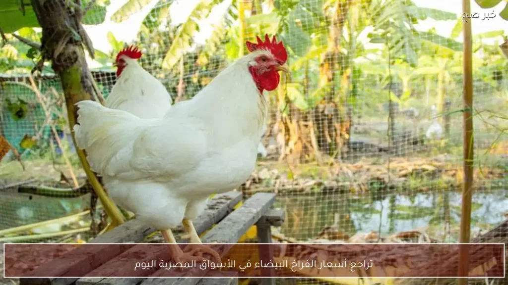 تراجع أسعار الفراخ البيضاء في الأسواق المصرية اليوم