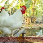 تراجع أسعار الفراخ البيضاء في الأسواق المصرية اليوم