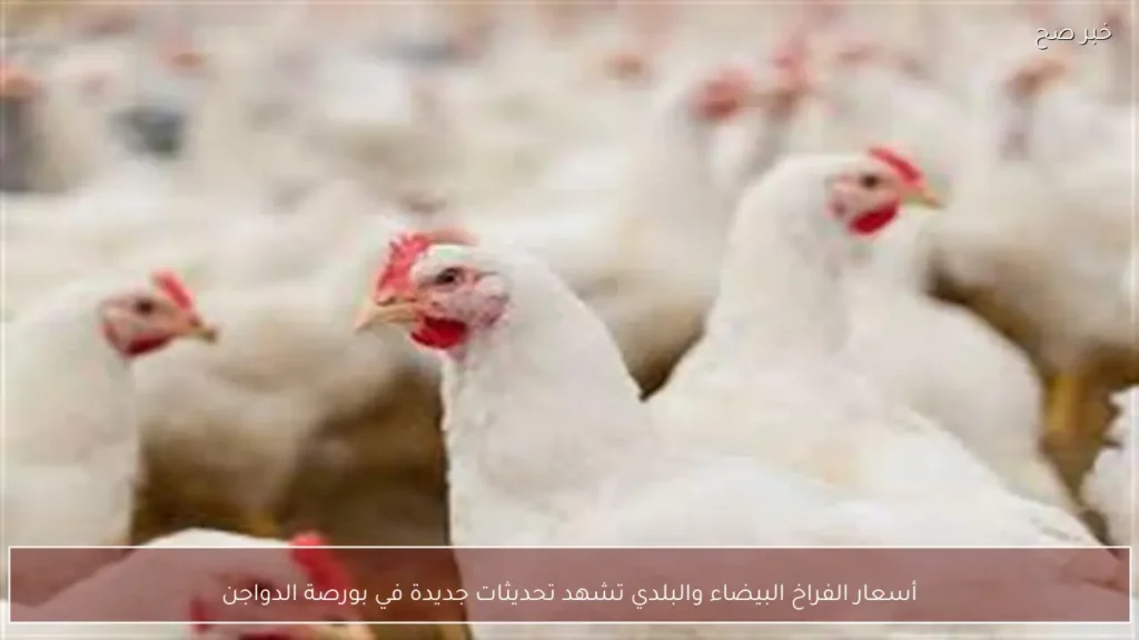 أسعار الفراخ البيضاء والبلدي تشهد تحديثات جديدة في بورصة الدواجن