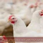 أسعار الفراخ البيضاء والبلدي تشهد تحديثات جديدة في بورصة الدواجن