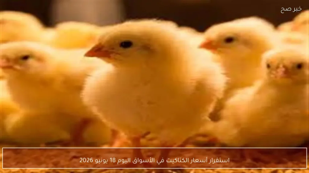 استقرار أسعار الكتاكيت في الأسواق اليوم 18 يونيو 2026