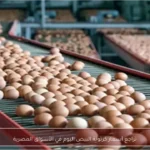 تراجع أسعار كرتونة البيض اليوم في الأسواق المصرية