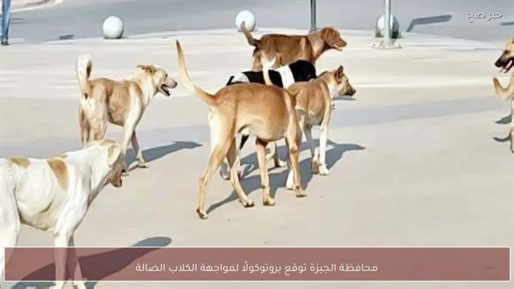 محافظة الجيزة توقع بروتوكولًا لمواجهة الكلاب الضالة