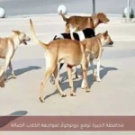 محافظة الجيزة توقع بروتوكولًا لمواجهة الكلاب الضالة