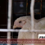 استقرار أسعار الفراخ والبيض في بورصة الدواجن اليوم 15 يونيو 2026