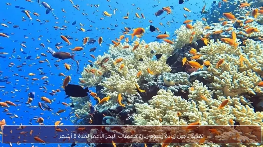 تمديد تأجيل زيادة رسوم زيارة محميات البحر الأحمر لمدة 6 أشهر