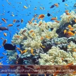 تمديد تأجيل زيادة رسوم زيارة محميات البحر الأحمر لمدة 6 أشهر