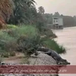 قلق في أسوان بعد تداول صورة تمساح نيلي كبير
