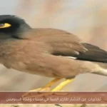 تحذيرات من انتشار طائر المينا في سيناء وقناة السويس