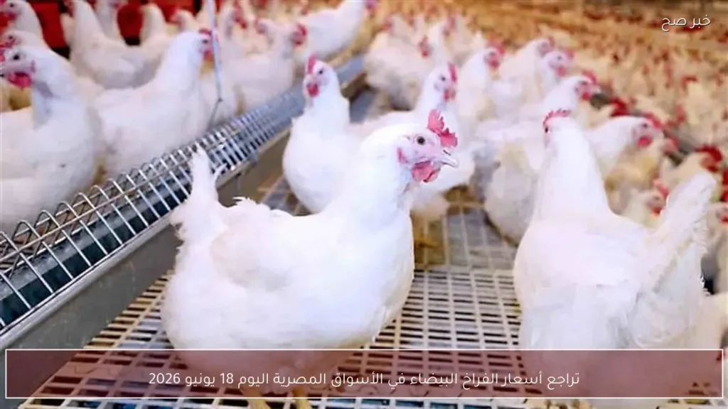 تراجع أسعار الفراخ البيضاء في الأسواق المصرية اليوم 18 يونيو 2026
