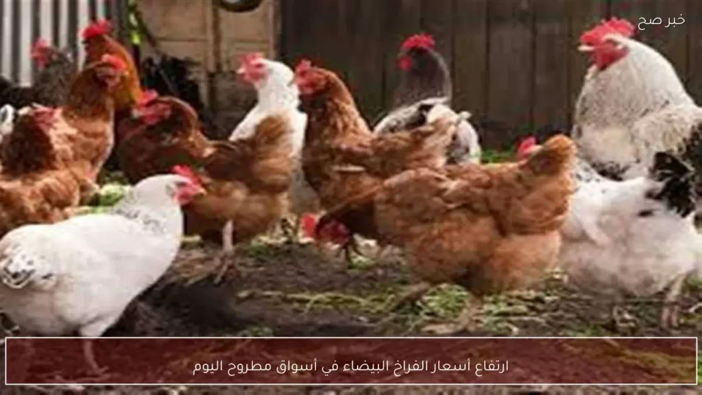ارتفاع أسعار الفراخ البيضاء في أسواق مطروح اليوم