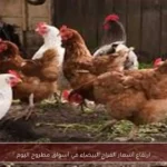 ارتفاع أسعار الفراخ البيضاء في أسواق مطروح اليوم