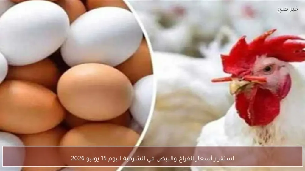 استقرار أسعار الفراخ والبيض في الشرقية اليوم 15 يونيو 2026
