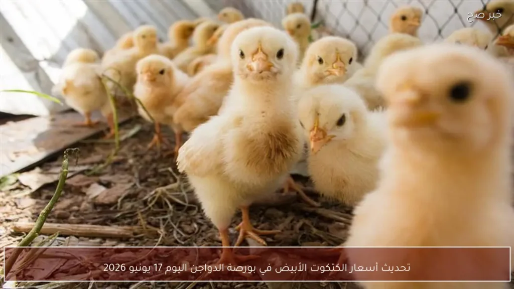 تحديث أسعار الكتكوت الأبيض في بورصة الدواجن اليوم 17 يونيو 2026