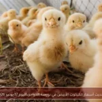 تحديث أسعار الكتكوت الأبيض في بورصة الدواجن اليوم 17 يونيو 2026